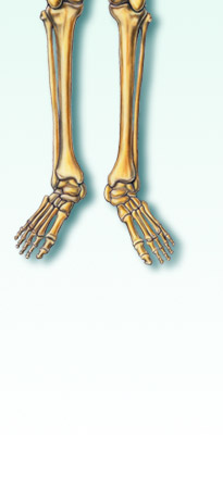 Human skeleton leg illustration