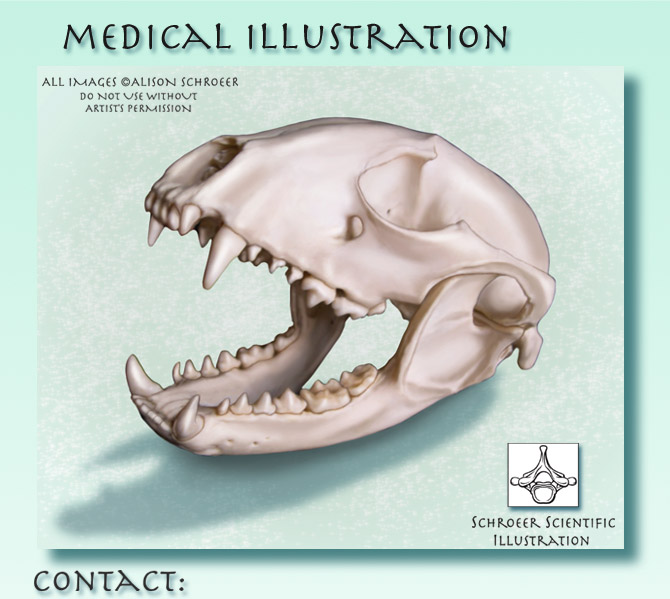 Center-contact-raccoon-skull-Procyon-lotor-illustration