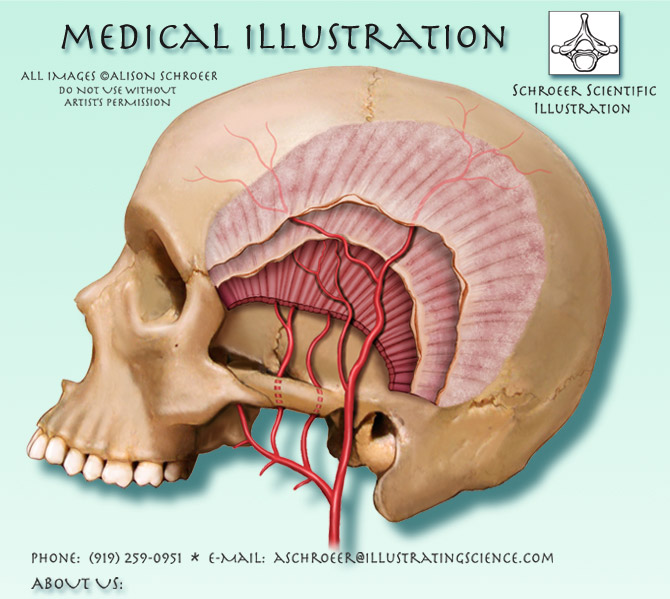 Center-homepage-maxillofacial-surgery-illustration