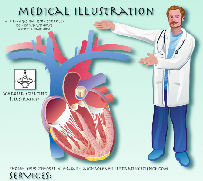 Center-medical-anatomical-illustration-doctor-heart