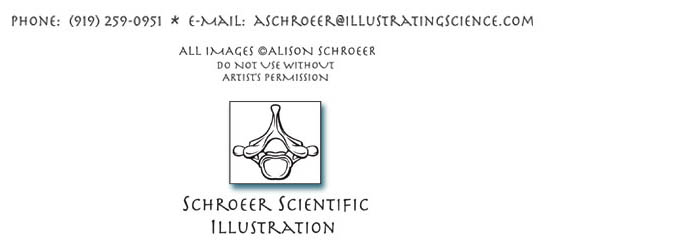 Schroeer Scientific Illustration Contact Information