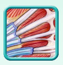 Thumb-dorsal-hand-muscles-image