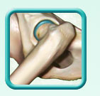 Thumb-canine-joints-image