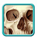 Thumb-human-skull-image
