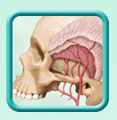 Maxillofacial-surgery-skull-illustration-T3