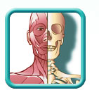 Thumb-muscles-skeleton-image