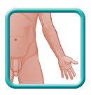 Thumb-male-anatomy-body-image