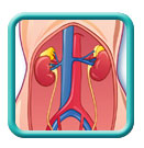 Thumb-urinary-respiratory-system-image