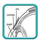 Thumb-eye-anatomy-image