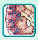 Thumb-placenta-anatomy-histology-image